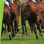how to bet on horses australia